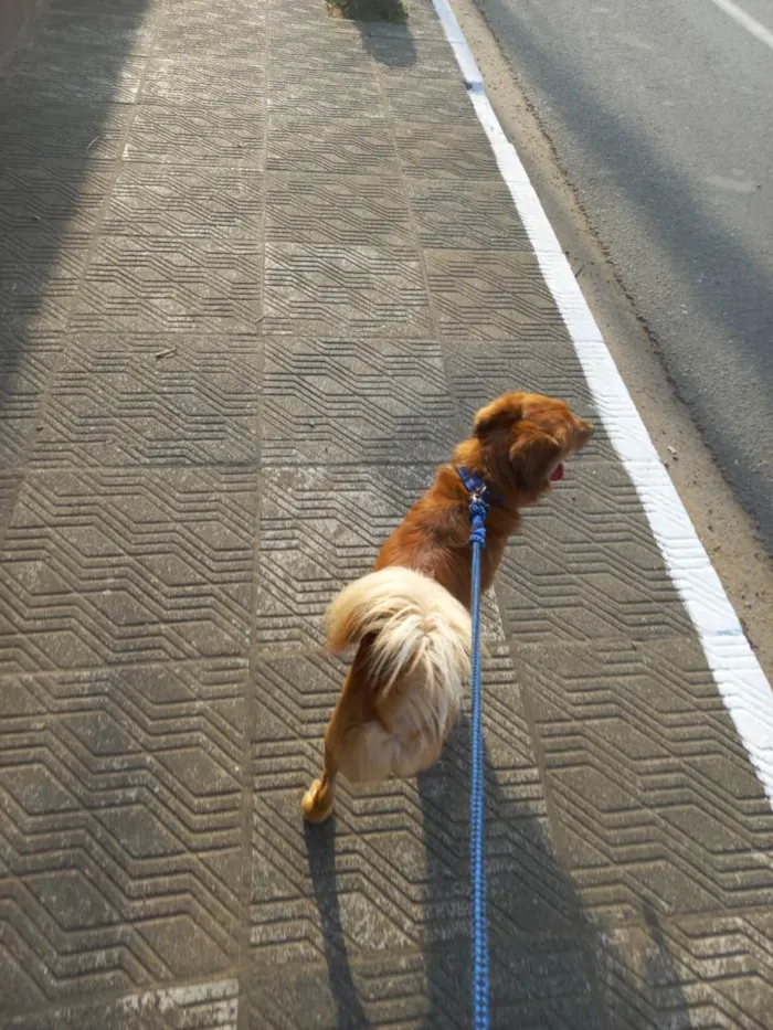 Cachorro ra a SRD-ViraLata idade 3 anos nome Teco