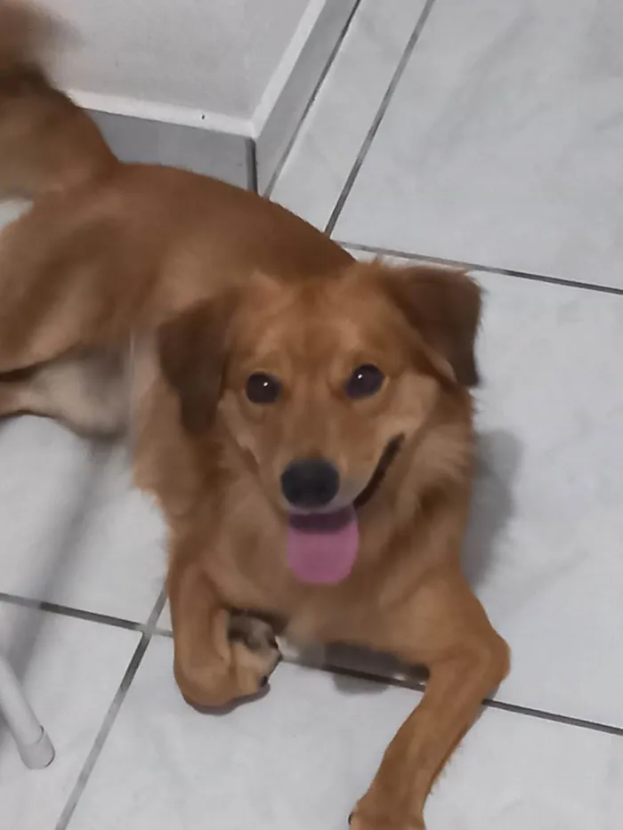 Cachorro ra a SRD-ViraLata idade 3 anos nome Teco