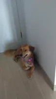 Teco