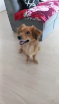 Teco