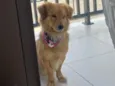 Teco