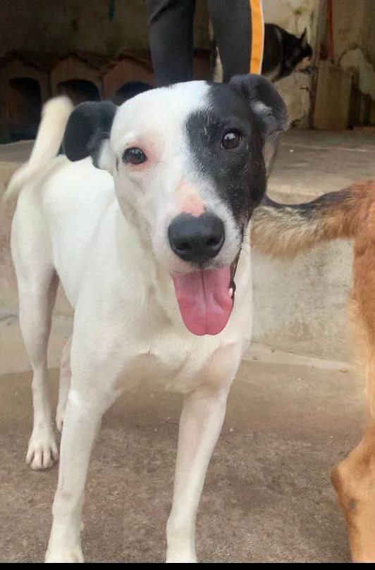 Cachorro ra a Srd idade 2 anos nome Capitão 