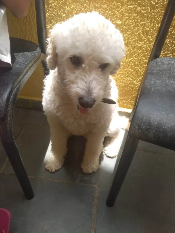 Cachorro ra a Poodle idade 5 anos nome Romeu