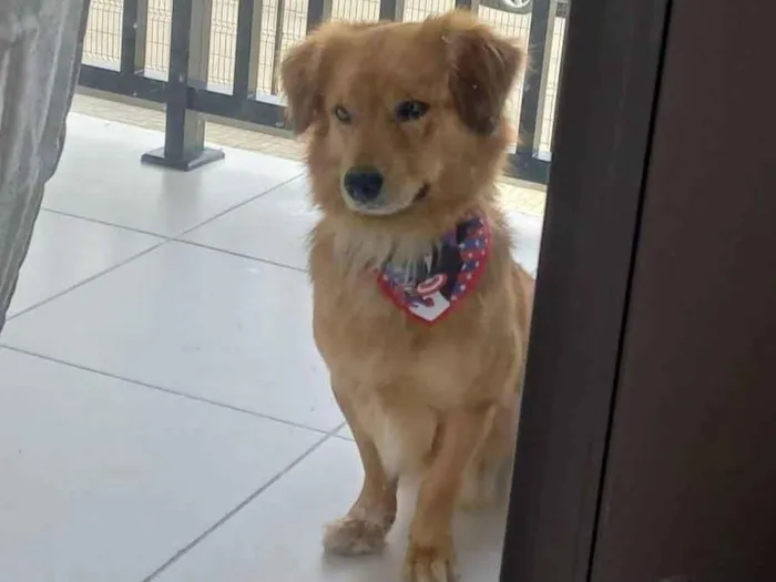 Cachorro ra a SRD-ViraLata idade 3 anos nome Teco