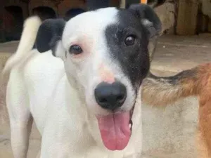 Cachorro raça Srd idade 2 anos nome Capitão 