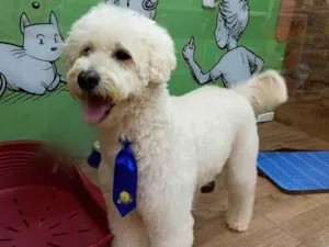 Cachorro raça Poodle idade 5 anos nome Romeu