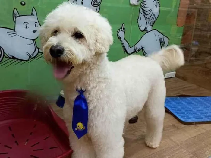 Cachorro ra a Poodle idade 5 anos nome Romeu