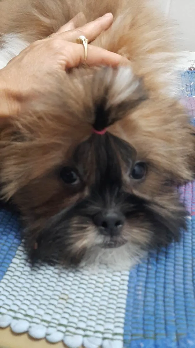 Cachorro raça Shitzu idade 7 a 11 meses nome Theo