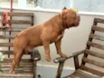 Brutus