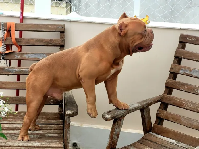 Cachorro ra a American Bully idade 2 anos nome Brutus