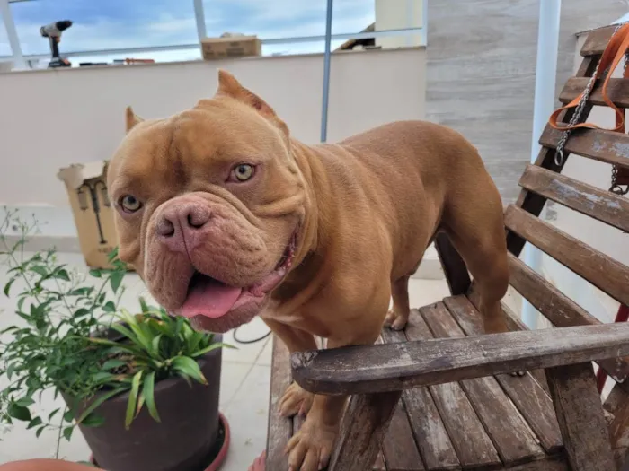 Cachorro ra a American Bully idade 2 anos nome Brutus