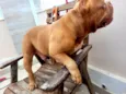 Brutus