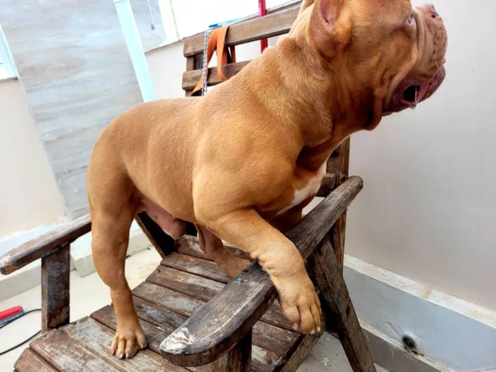 Cachorro ra a American Bully idade 2 anos nome Brutus