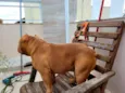Brutus