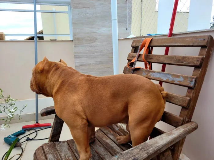 Cachorro ra a American Bully idade 2 anos nome Brutus
