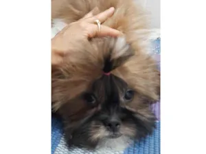 Cachorro raça Shitzu idade 7 a 11 meses nome Theo