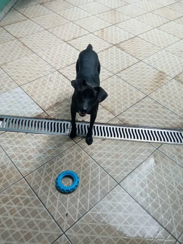 Cachorro ra a Labrador com vira lata idade 2 anos nome Bud Nelson 