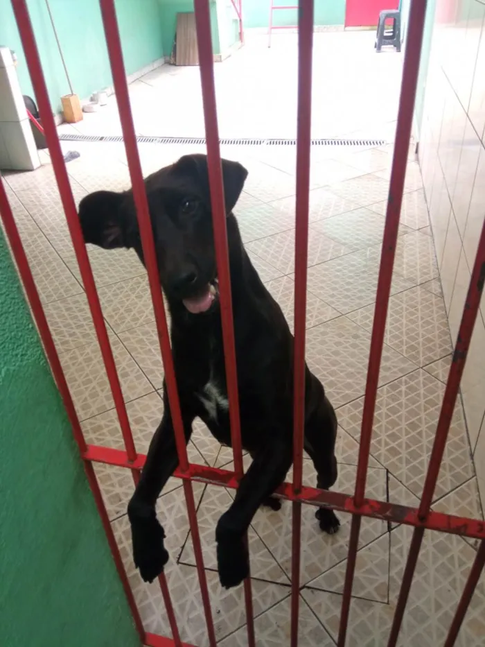 Cachorro ra a Labrador com vira lata idade 2 anos nome Bud Nelson 