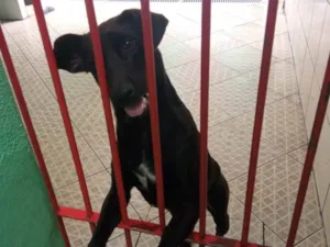 Cachorro raça Labrador com vira lata idade 2 anos nome Bud Nelson 