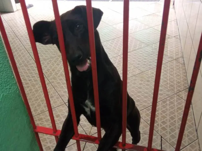 Cachorro ra a Labrador com vira lata idade 2 anos nome Bud Nelson 