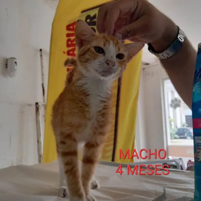 Gato ra a PCB idade 2 a 6 meses nome Apaixonado