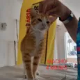 Apaixonado