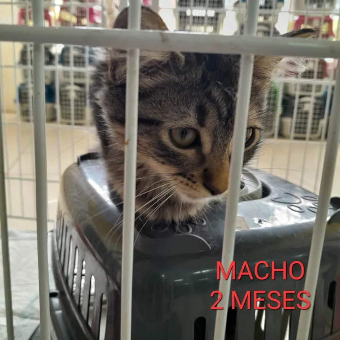Gato ra a PCB idade 2 a 6 meses nome Ti