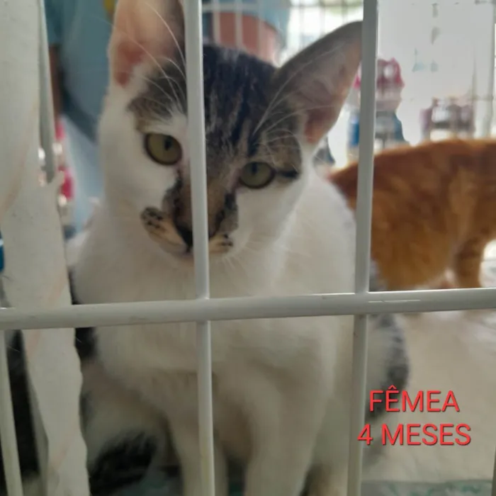 Gato ra a PCB idade 2 a 6 meses nome Mora