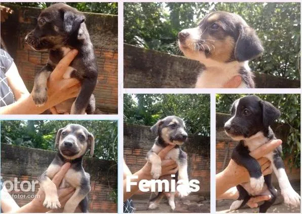 Cachorro ra a Indefinida idade Abaixo de 2 meses nome Sem nome