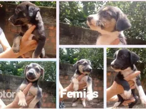 Cachorro raça Indefinida idade Abaixo de 2 meses nome Sem nome