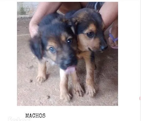 Cachorro ra a Indefinida idade Abaixo de 2 meses nome Sem nome