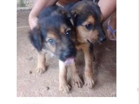 Cachorro ra a Indefinida idade Abaixo de 2 meses nome Sem nome