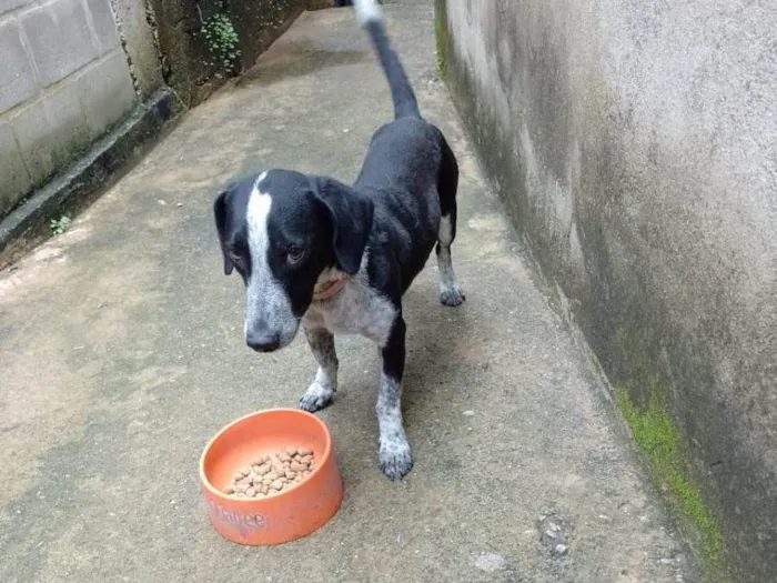 Cachorro raça SRD-ViraLata idade 2 anos nome Jota