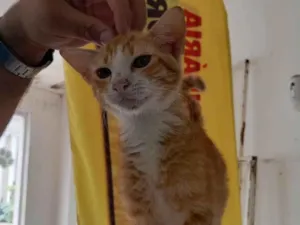 Gato raça PCB idade 2 a 6 meses nome Apaixonado