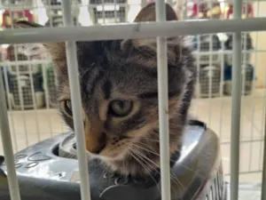Gato raça PCB idade 2 a 6 meses nome Ti