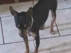 Cachorro ra a Pinscher idade 1 ano nome Snoop