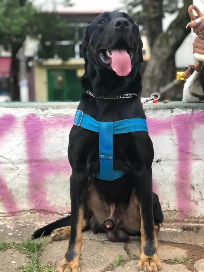 Cachorro ra a SRD-ViraLata idade 1 ano nome Barão