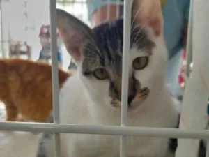 Gato raça PCB idade 2 a 6 meses nome Mora