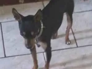 Cachorro raça Pinscher idade 1 ano nome Snoop