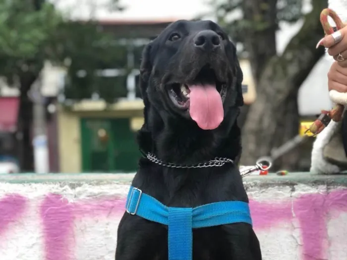 Cachorro ra a SRD-ViraLata idade 1 ano nome Barão