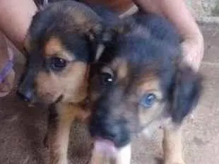 Cachorro ra a Indefinida idade Abaixo de 2 meses nome Sem nome