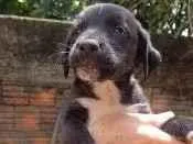Cachorro raça Indefinida idade Abaixo de 2 meses nome Sem nome