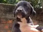 Cachorro ra a Indefinida idade Abaixo de 2 meses nome Sem nome