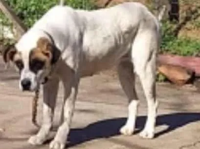 Cachorro raça SRD-ViraLata idade 6 ou mais anos nome Mel