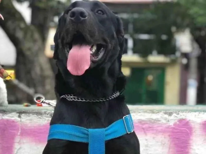 Cachorro ra a SRD-ViraLata idade 1 ano nome Barão