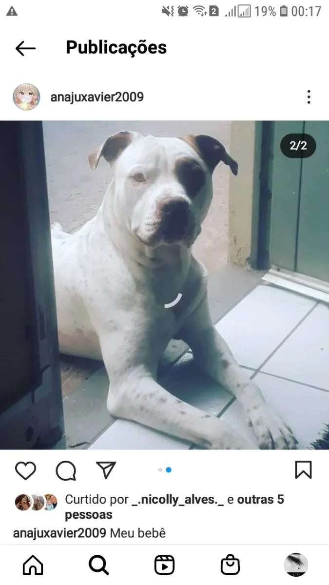 Cachorro ra a Pit-Bull idade 2 anos nome Boss