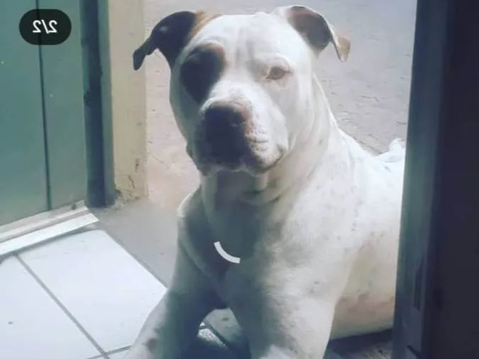 Cachorro ra a Pit-Bull idade 2 anos nome Boss