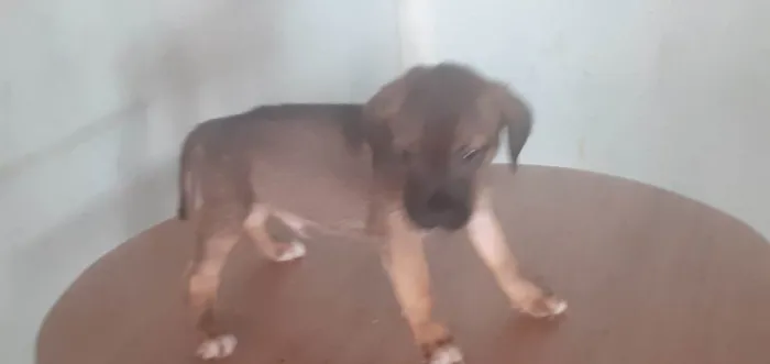 Cachorro ra a SRD-ViraLata idade Abaixo de 2 meses nome Piti