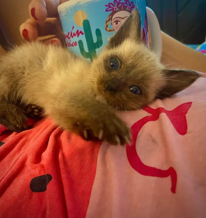 Gato ra a indefinida  idade Abaixo de 2 meses nome marilyn (mary) 