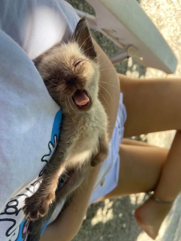 Gato ra a indefinida  idade Abaixo de 2 meses nome marilyn (mary) 